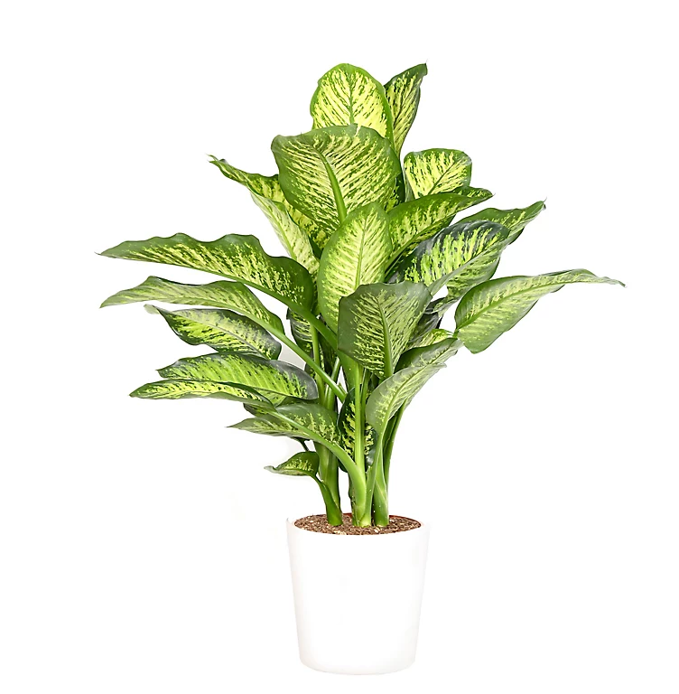 Castorama Diffenbach 21cm Avec Cache Pot Blanc 3 Castorama Diffenbach 21cm Avec Cache Pot Blanc