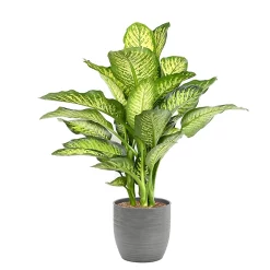 Castorama Diffenbach 21cm Avec Cache Pot Rayures Grises