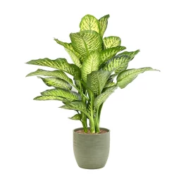 Castorama Diffenbach 21cm Avec Cache Pot Rayures Vertes