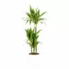 Castorama Dracaena Janet Craig 21cm Avec Cache Pot Blanc 2 Castorama Dracaena Janet Craig 21cm Avec Cache Pot Blanc -Terreau, gazon, traitement, végétal, semence Soldes Boutique dracaena janet craig 21cm avec cache pot blanc8720053841802 01c FR CF