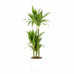 Castorama Dracaena Janet Craig 21cm Avec Cache Pot Blanc