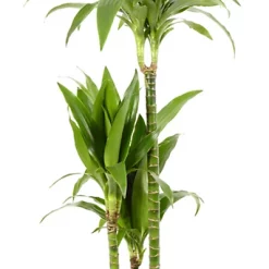 Castorama Dracaena Janet Craig 21cm Avec Cache Pot Pierre