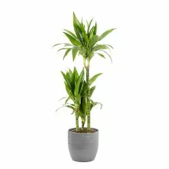 Castorama Dracaena Janet Craig 21cm Avec Cache Pot Rayures Grises