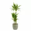 Castorama Dracaena Janet Craig 21cm Avec Cache Pot Rayures Vertes -Terreau, gazon, traitement, végétal, semence Soldes Boutique dracaena janet craig 21cm avec cache pot rayures vertes8720053841819 01c FR CF