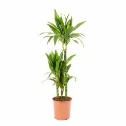Castorama Dracaena Janet Craig 21cm