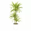 Castorama Dracaena Lemon Lime 21cm Avec Cache Pot Blanc -Terreau, gazon, traitement, végétal, semence Soldes Boutique dracaena lemon lime 21cm avec cache pot blanc8720053841659 01c FR CF