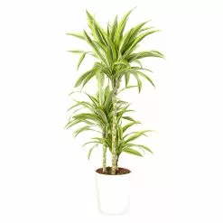 Castorama Dracaena Lemon Lime 21cm Avec Cache Pot Blanc