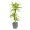 Castorama Dracaena Lemon Lime 21cm Avec Cache Pot Rayures Grises -Terreau, gazon, traitement, végétal, semence Soldes Boutique dracaena lemon lime 21cm avec cache pot rayures grises8720053841673 01c FR CF