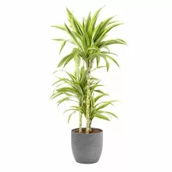 Castorama Dracaena Lemon Lime 21cm Avec Cache Pot Rayures Grises