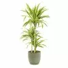 Castorama Dracaena Lemon Lime 21cm Avec Cache Pot Rayures Vertes 2 Castorama Dracaena Lemon Lime 21cm Avec Cache Pot Rayures Vertes -Terreau, gazon, traitement, végétal, semence Soldes Boutique dracaena lemon lime 21cm avec cache pot rayures vertes8720053841666 01c FR CF