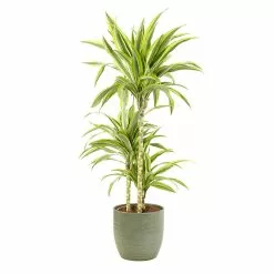 Castorama Dracaena Lemon Lime 21cm Avec Cache Pot Rayures Vertes