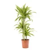 Castorama Dracaena Lemon Lime 21cm 1 Castorama Dracaena Lemon Lime 21cm -Terreau, gazon, traitement, végétal, semence Soldes Boutique dracaena lemon lime 21cm8720053841642 01c FR CF