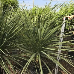 Castorama Dracanea Indivisa 80-100cm 15L