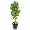 Castorama Dracena Reflexa Artificiel H.110 Cm 2 Castorama Dracena Reflexa Artificiel H.110 Cm -Terreau, gazon, traitement, végétal, semence Soldes Boutique dracena reflexa artificiel h 110 cm3700543508052 01c FR CF