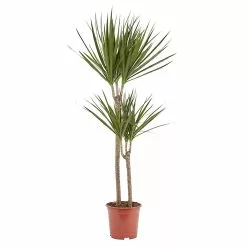 Castorama Dragonnier 2 tiges, 19cm