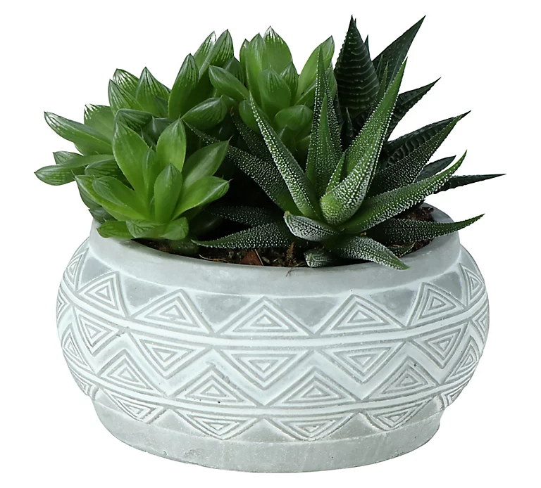 Castorama Ensemble De Succulentes, Pot 14cm 3 Castorama Ensemble De Succulentes, Pot 14cm