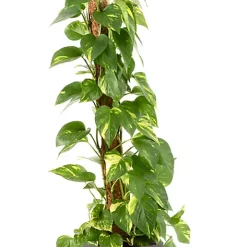 Castorama Epipremum Pinnatum 21cm Avec Cache Pot Pierre