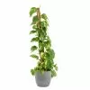 Castorama Epipremum Pinnatum 21cm Avec Cache Pot Rayures Grises -Terreau, gazon, traitement, végétal, semence Soldes Boutique epipremum pinnatum 21cm avec cache pot rayures grises8720053841925 01c FR CF
