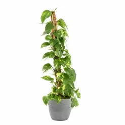 Castorama Epipremum Pinnatum 21cm Avec Cache Pot Rayures Grises
