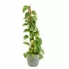 Castorama Epipremum Pinnatum 21cm Avec Cache Pot Rayures Vertes -Terreau, gazon, traitement, végétal, semence Soldes Boutique epipremum pinnatum 21cm avec cache pot rayures vertes8720053841918 01c FR CF
