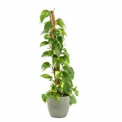 Castorama Epipremum Pinnatum 21cm Avec Cache Pot Rayures Vertes