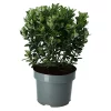 Castorama Euonymus Pierrelino, Pot 17 Cm -Terreau, gazon, traitement, végétal, semence Soldes Boutique euonymus pierrelino pot 17 cm5059340083711 02c