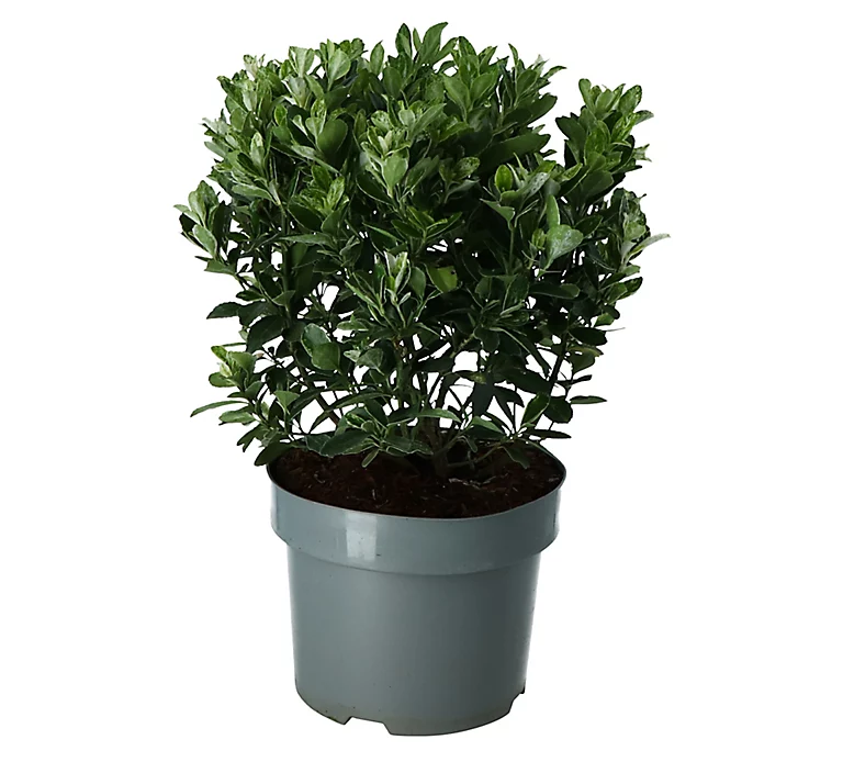 Castorama Euonymus Pierrelino, Pot 17 Cm 3 Castorama Euonymus Pierrelino, Pot 17 Cm