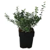 Castorama Euonymus, Pot 17 Cm -Terreau, gazon, traitement, végétal, semence Soldes Boutique euonymus pot 17 cm5059340083704 02c