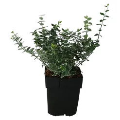 Castorama Euonymus, Pot 17 Cm