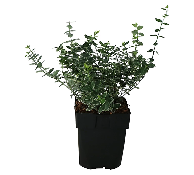 Castorama Euonymus, Pot 17 Cm 3 Castorama Euonymus, Pot 17 Cm