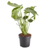 Castorama Faux Philodendron 17cm 2 Castorama Faux Philodendron 17cm -Terreau, gazon, traitement, végétal, semence Soldes Boutique faux philodendron 17cm5059340052120 01c
