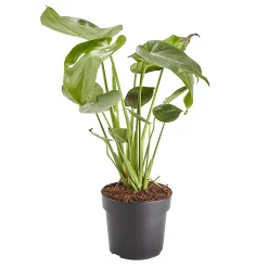 Castorama Faux Philodendron 17cm