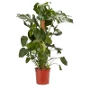 Castorama Faux Philodendron 24cm -Terreau, gazon, traitement, végétal, semence Soldes Boutique faux philodendron 24cm5059340052137 01c