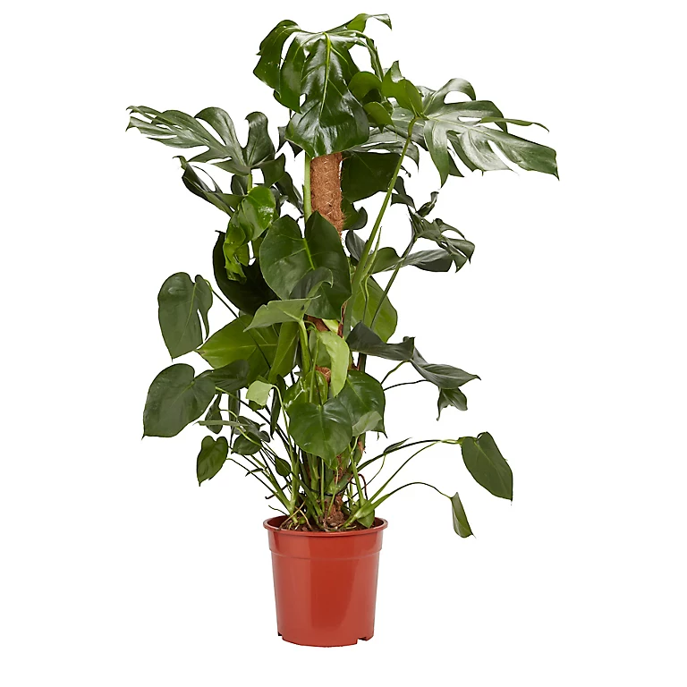 Castorama Faux Philodendron 24cm 3 Castorama Faux Philodendron 24cm
