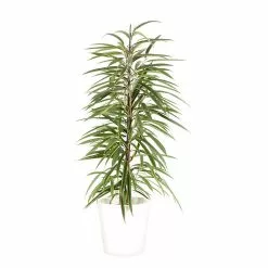 Castorama Ficus BA 21cm Avec Cache Pot Blanc