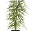 Castorama Ficus BA 21cm Avec Cache Pot Pierre 1 Castorama Ficus BA 21cm Avec Cache Pot Pierre -Terreau, gazon, traitement, végétal, semence Soldes Boutique ficus ba 21cm avec cache pot pierre8720053842038 01c FR CF