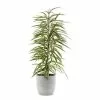 Castorama Ficus BA 21cm Avec Cache Pot Rayures Grises -Terreau, gazon, traitement, végétal, semence Soldes Boutique ficus ba 21cm avec cache pot rayures grises8720053842021 01c FR CF