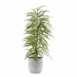 Castorama Ficus BA 21cm Avec Cache Pot Rayures Grises