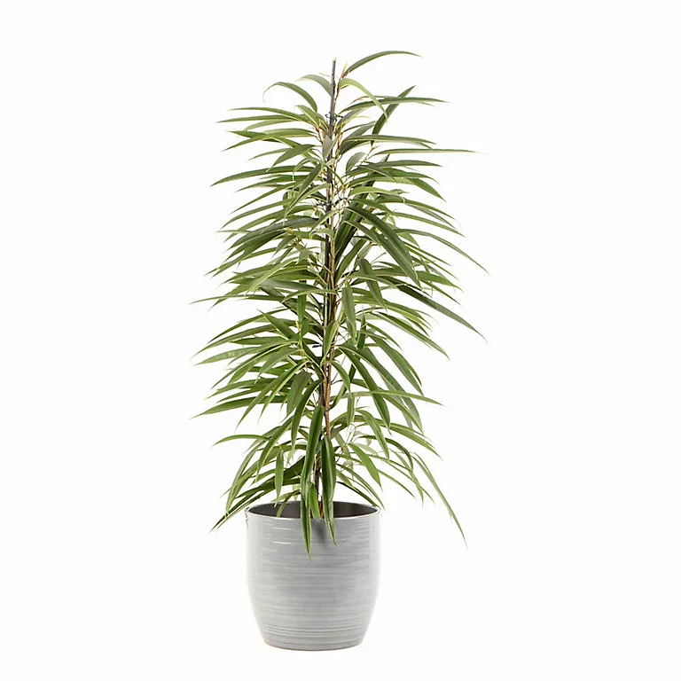 Castorama Ficus BA 21cm Avec Cache Pot Rayures Grises 3 Castorama Ficus BA 21cm Avec Cache Pot Rayures Grises