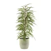 Castorama Ficus BA 21cm Avec Cache Pot Rayures Vertes