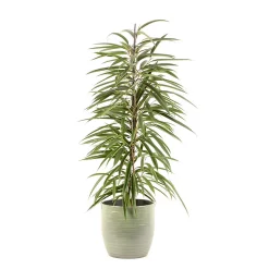 Castorama Ficus BA 21cm Avec Cache Pot Rayures Vertes