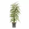 Castorama Ficus BA 21cm 1 Castorama Ficus BA 21cm -Terreau, gazon, traitement, végétal, semence Soldes Boutique ficus ba 21cm8720053841994 01c FR CF