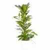 Castorama Ficus Cyathistipula 21cm Avec Cache Pot Blanc 1 Castorama Ficus Cyathistipula 21cm Avec Cache Pot Blanc -Terreau, gazon, traitement, végétal, semence Soldes Boutique ficus cyathistipula 21cm avec cache pot blanc8720053841758 01c FR CF