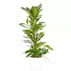 Castorama Ficus Cyathistipula 21cm Avec Cache Pot Blanc