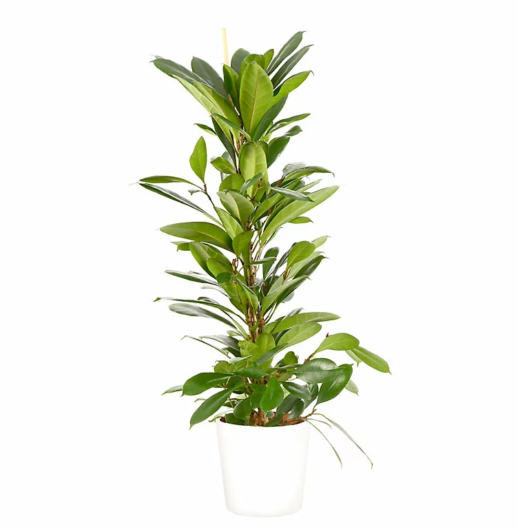 Castorama Ficus Cyathistipula 21cm Avec Cache Pot Blanc 3 Castorama Ficus Cyathistipula 21cm Avec Cache Pot Blanc