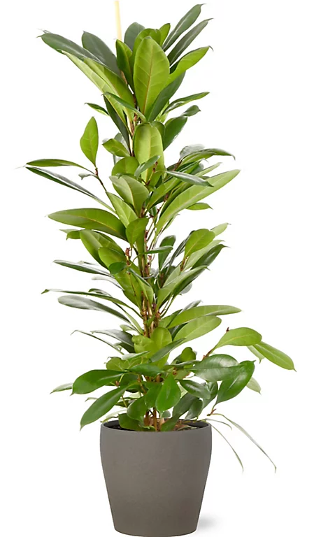 Castorama Ficus Cyathistipula 21cm Avec Cache Pot Pierre 3 Castorama Ficus Cyathistipula 21cm Avec Cache Pot Pierre