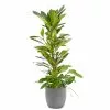 Castorama Ficus Cyathistipula 21cm Avec Cache Pot Rayures Grises 2 Castorama Ficus Cyathistipula 21cm Avec Cache Pot Rayures Grises -Terreau, gazon, traitement, végétal, semence Soldes Boutique ficus cyathistipula 21cm avec cache pot rayures grises8720053841772 01c FR CF