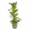 Castorama Ficus Cyathistipula 21cm Avec Cache Pot Rayures Vertes 2 Castorama Ficus Cyathistipula 21cm Avec Cache Pot Rayures Vertes -Terreau, gazon, traitement, végétal, semence Soldes Boutique ficus cyathistipula 21cm avec cache pot rayures vertes8720053841765 01c FR CF