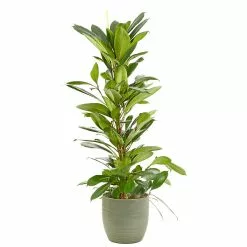 Castorama Ficus Cyathistipula 21cm Avec Cache Pot Rayures Vertes