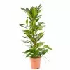 Castorama Ficus Cyathistipula 21cm -Terreau, gazon, traitement, végétal, semence Soldes Boutique ficus cyathistipula 21cm8720053841741 01c FR CF